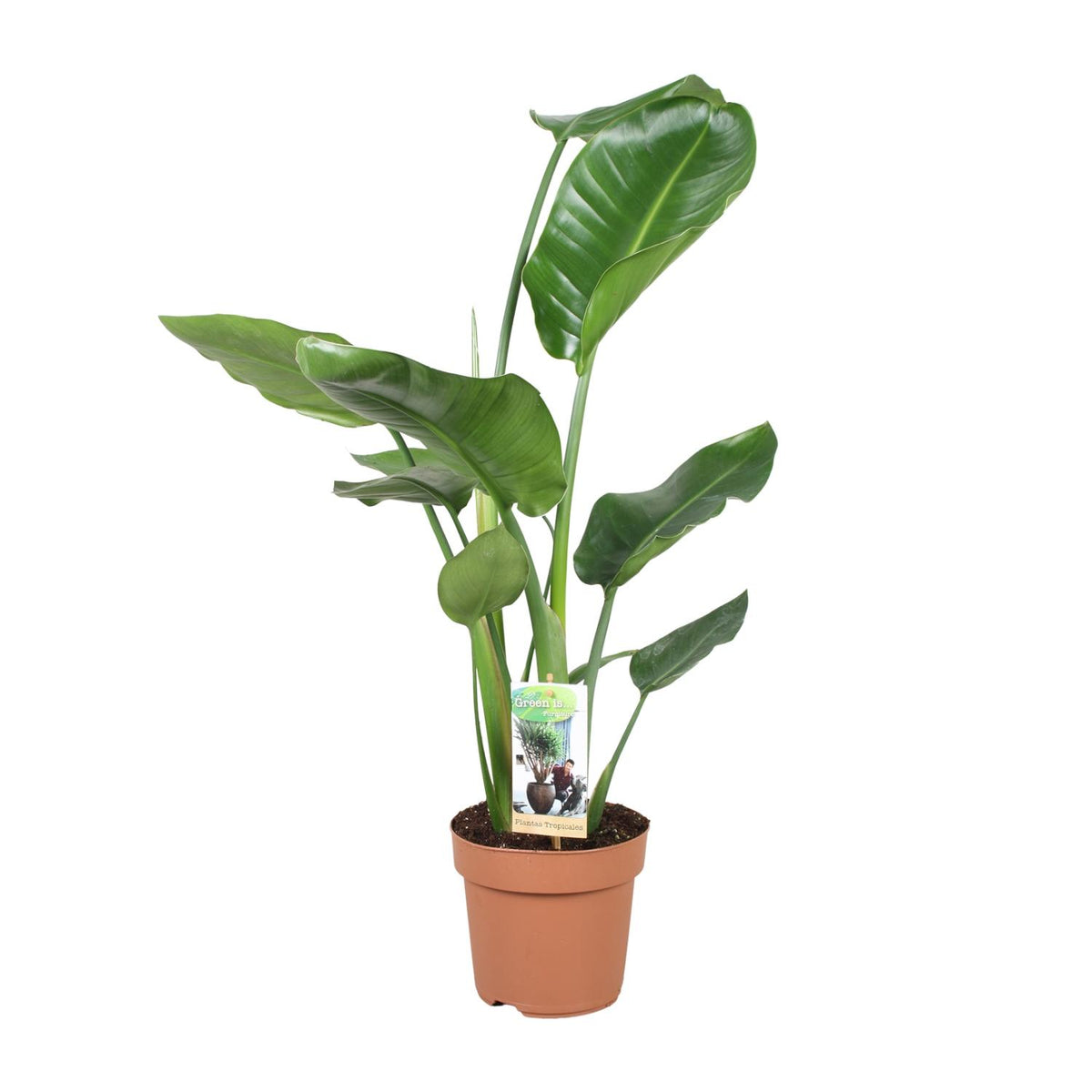 Productfoto van Strelitzia Nicolai