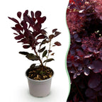 Cotinus coggyria Lilla, detail van het blad