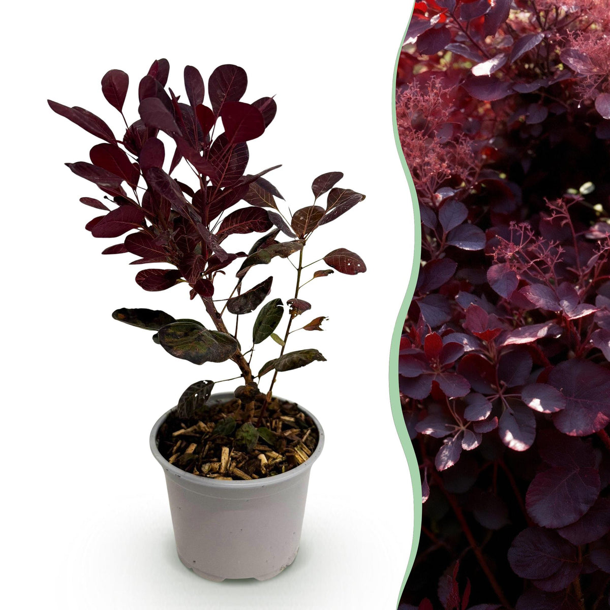 Cotinus coggyria Lilla, detail van het blad
