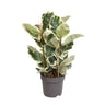 Ficus Elastica Tineke