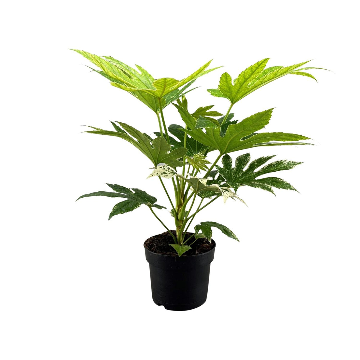Productfoto van Fatsia Japonica Spider Web