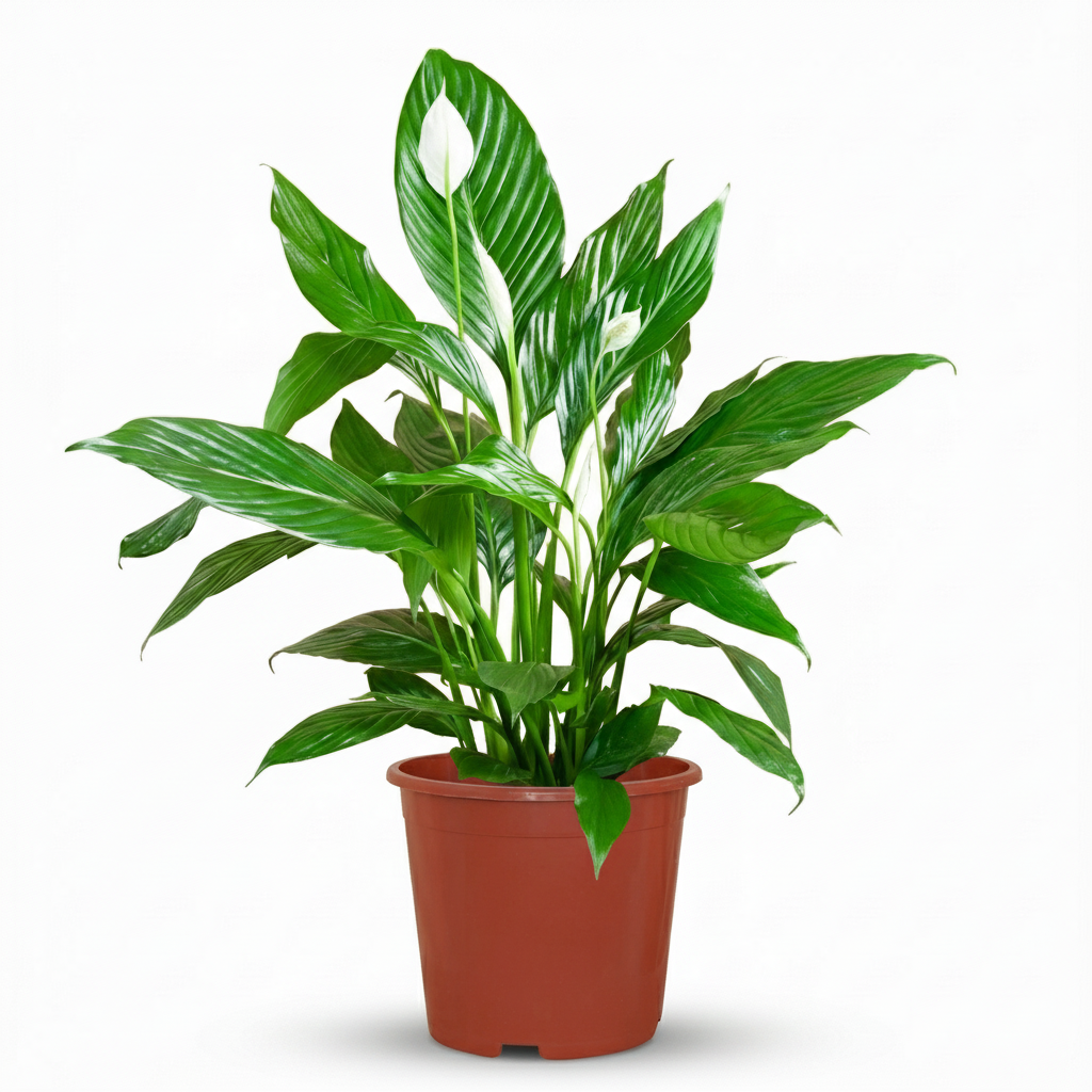 Lepelplant, groene bladeren