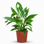 Lepelplant, groene bladeren