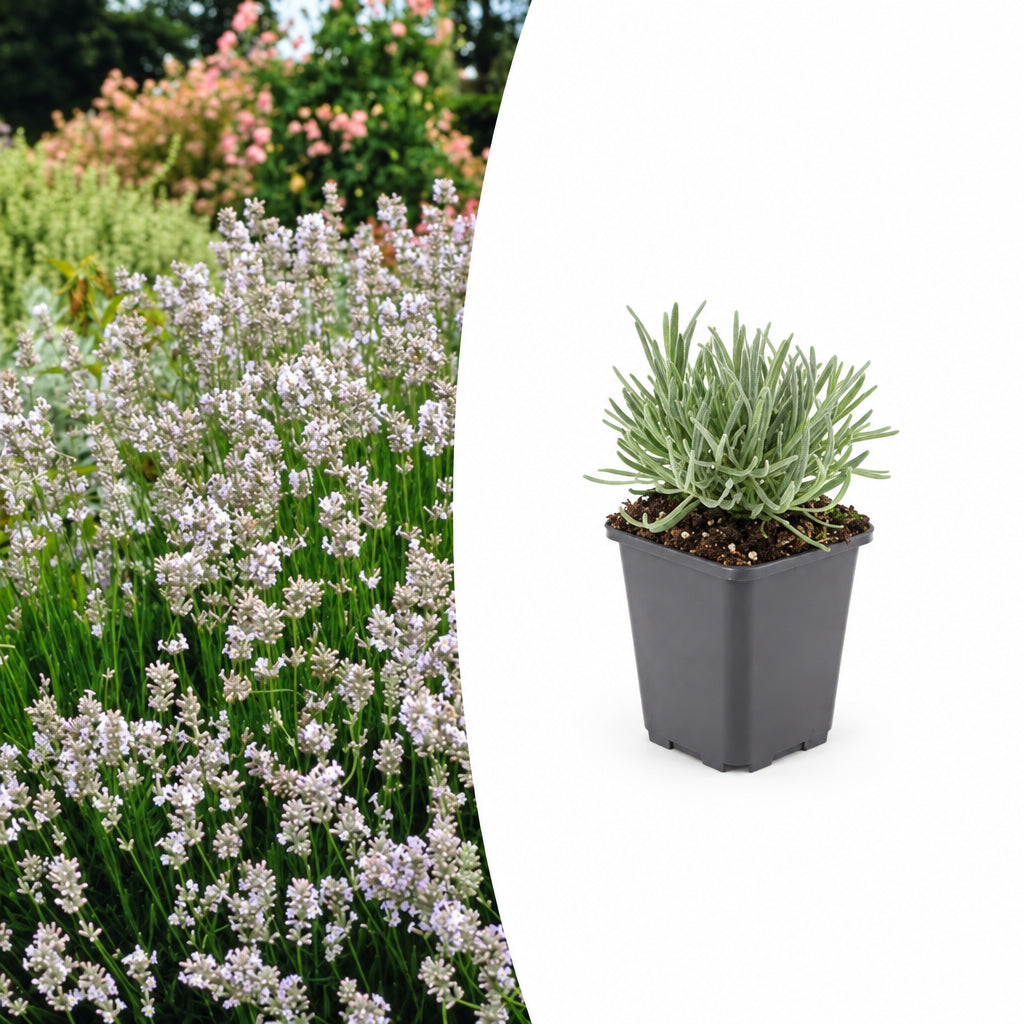 Lavandula int. 'Edelweiss', plant in pot