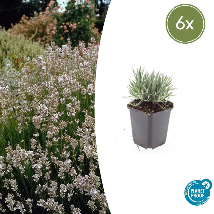 Lavandula int. &