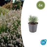Lavandula int. 'Edelweiss'