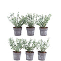 Productafbeelding van Pureplant