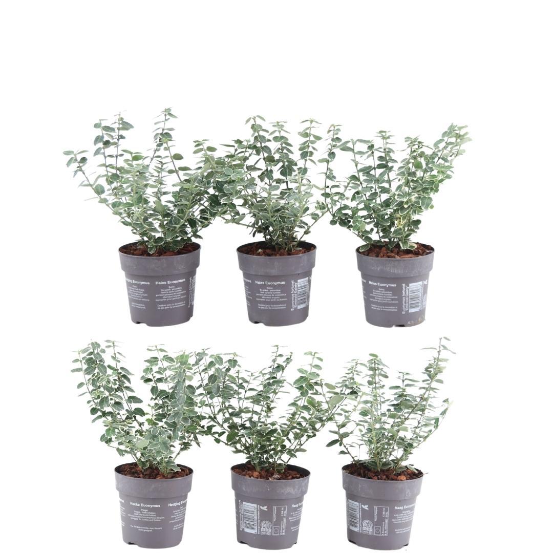 Productafbeelding van Pureplant