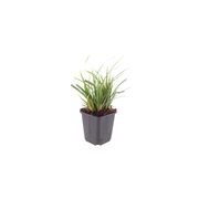 Carex morrowii