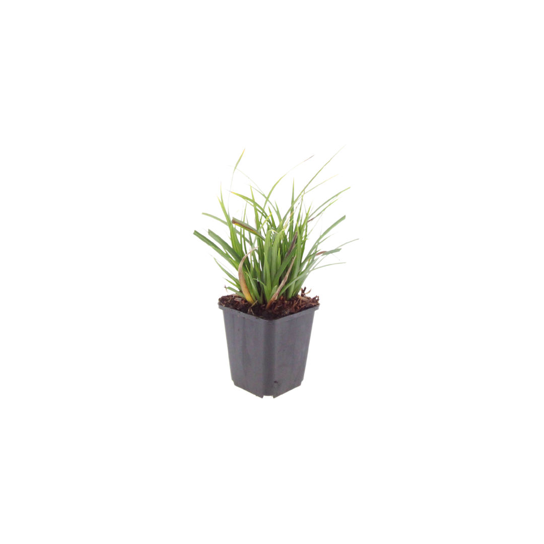 Carex morrowii, groeiwijze van de plant