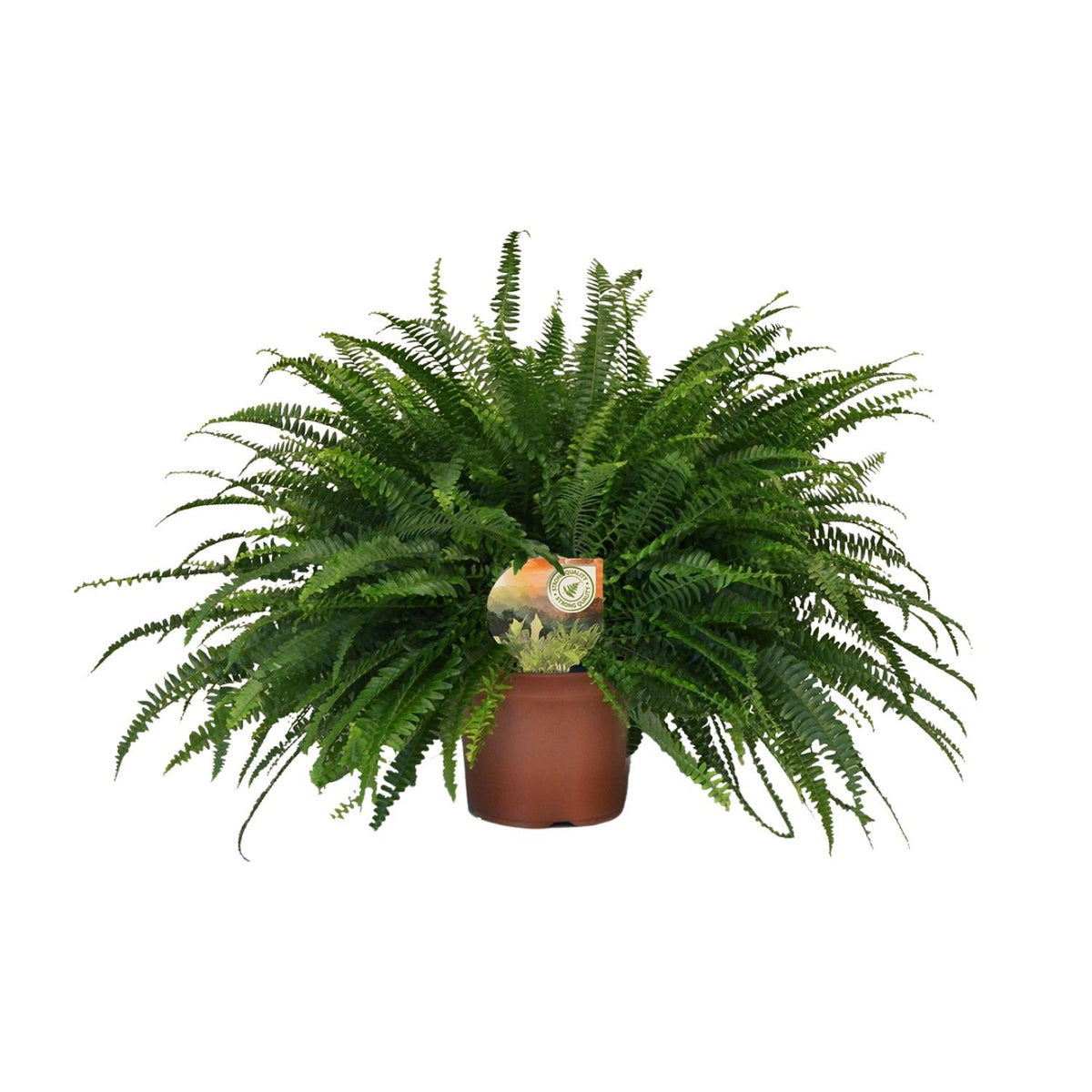 Nephrolepis Green Lady, gezonde plant