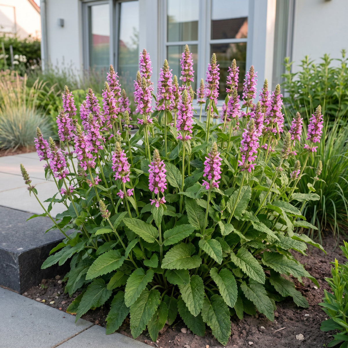 Stachys off. Ukkie - Ezeloor, plant in pot