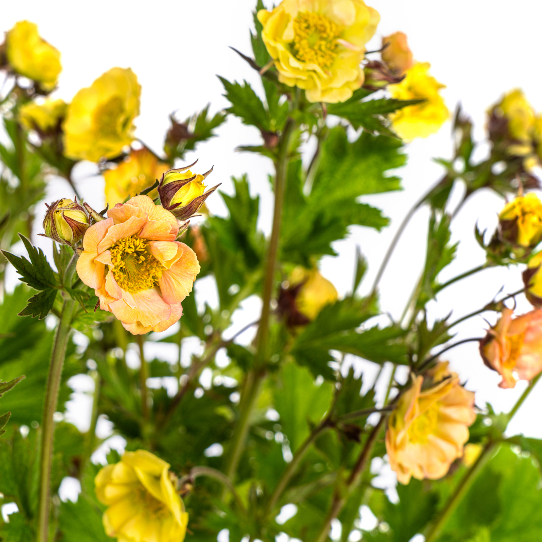 Geum Rivale Yellow, groene bladeren