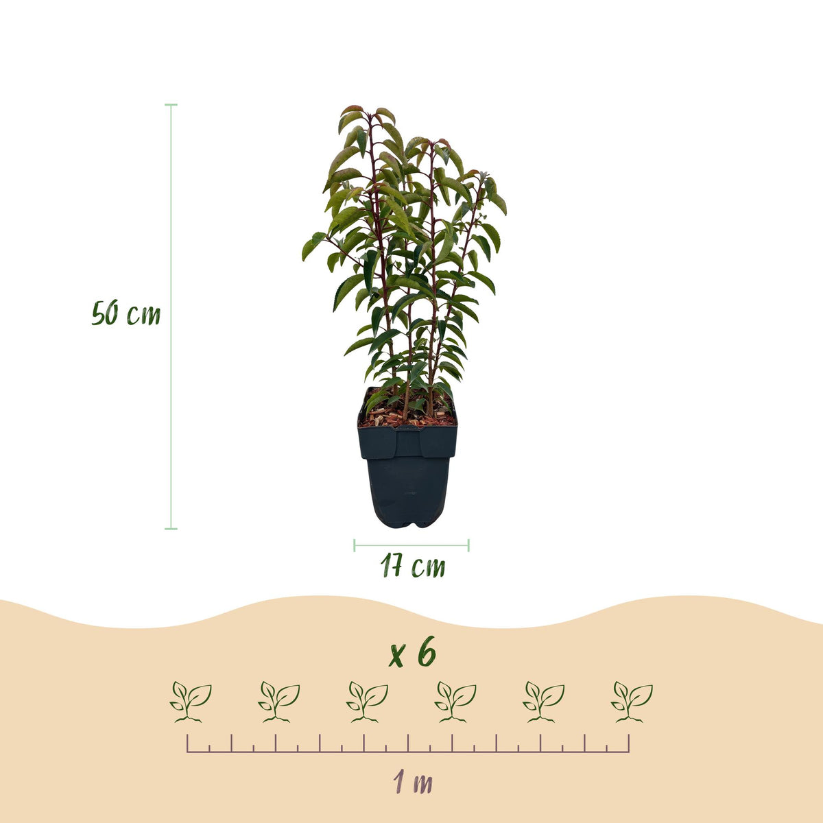 6x Prunus lusitanica Angustifolia, kenmerkend blad