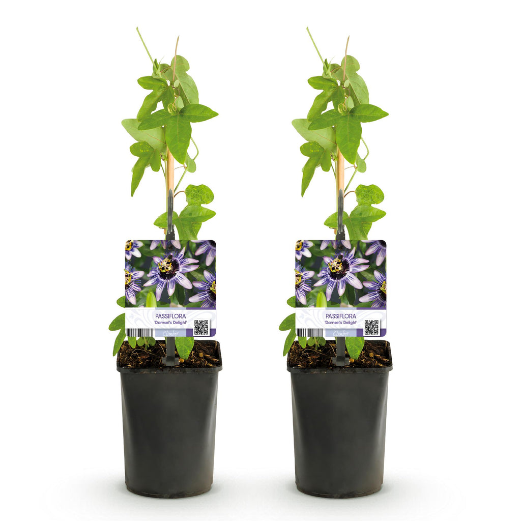 Passiflora Damsels Delight, plant voor tuin en border
