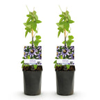 Passiflora Damsels Delight, plant voor tuin en border