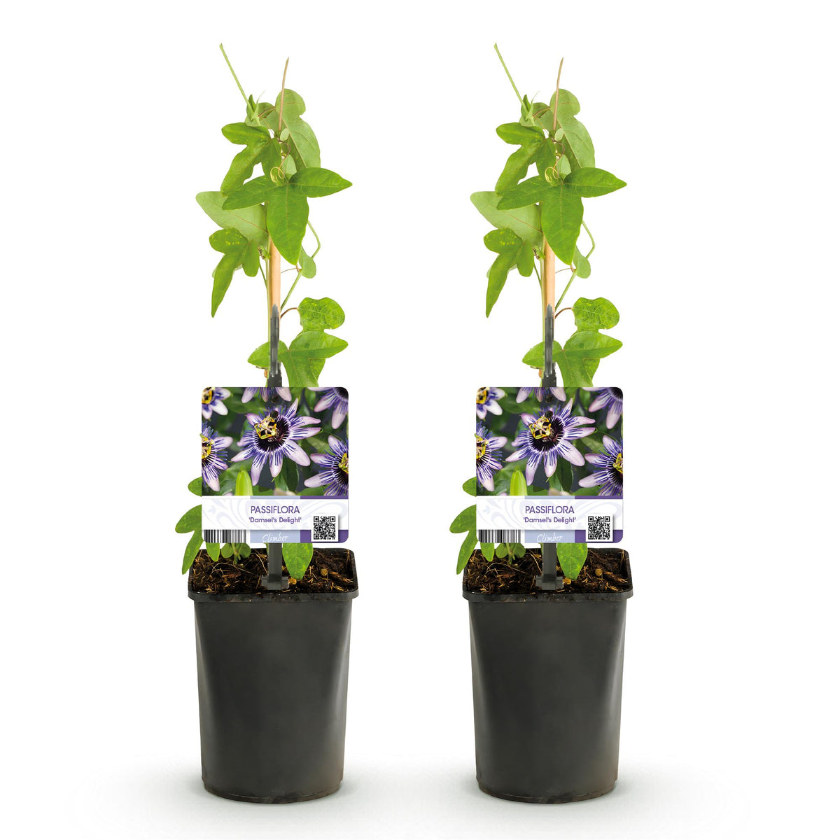 Passiflora Damsels Delight, plant voor tuin en border