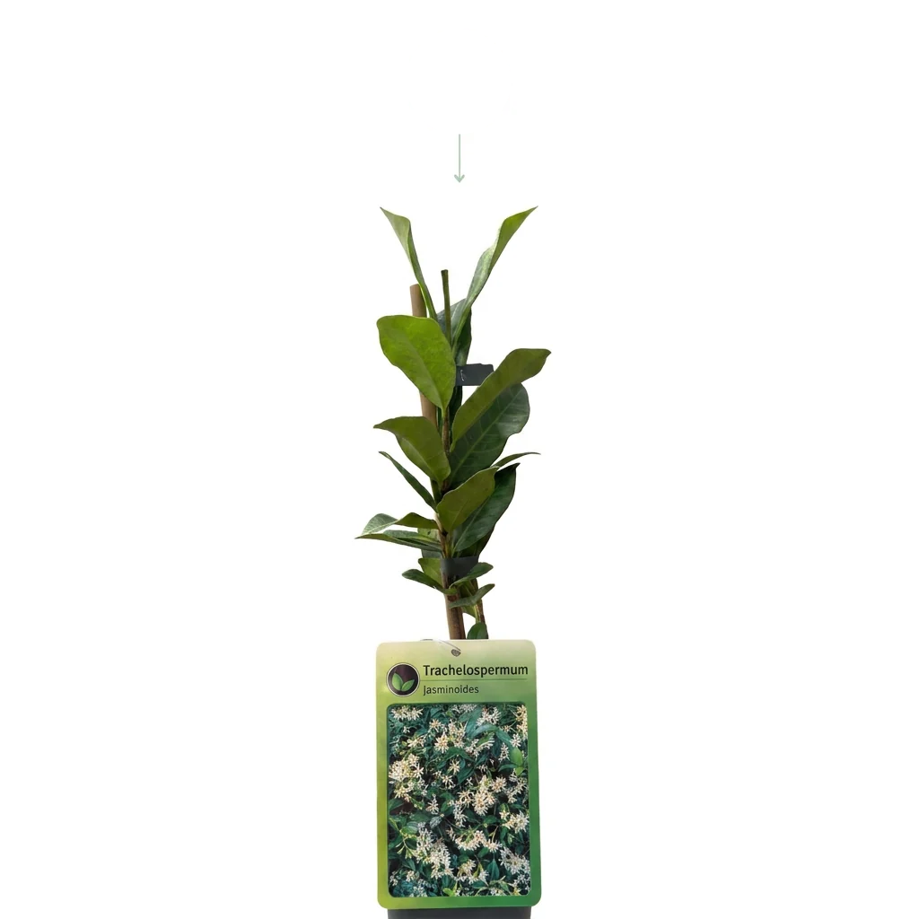 Trachelospermum jasminoides - sterjasmijn, detail van het blad