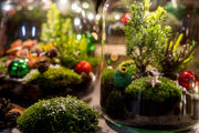 Holly Christmas terrarium - Bottle garden DIY kit