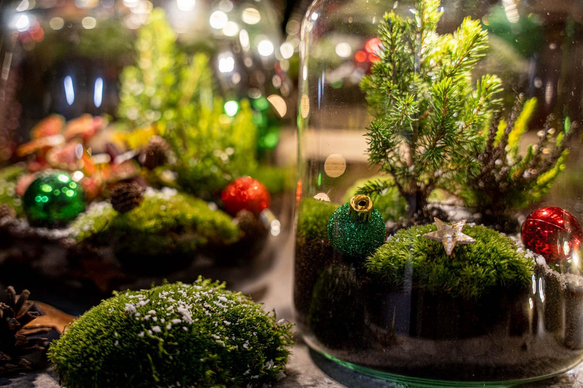 Holly Christmas terrarium - Bottle garden DIY kit, groene bladeren