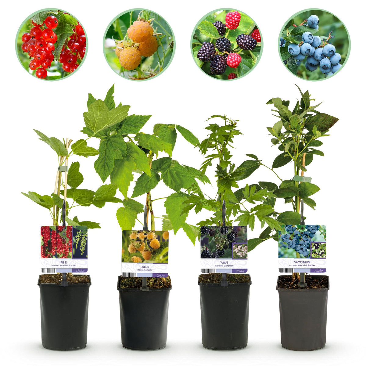 Rode Bes, Gele Framboos, Zwarte Braam, Blauwe bes, plant in pot