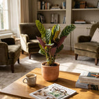 Ctenathe Burle-Marxii - Ø, plant in pot