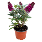 Vlinderstruik Butterfly Candy Little Ruby, gezonde plant voor binnen of in de tuin