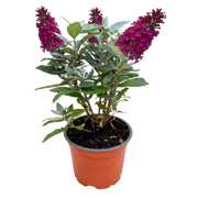 Vlinderstruik Butterfly Candy Little Ruby
