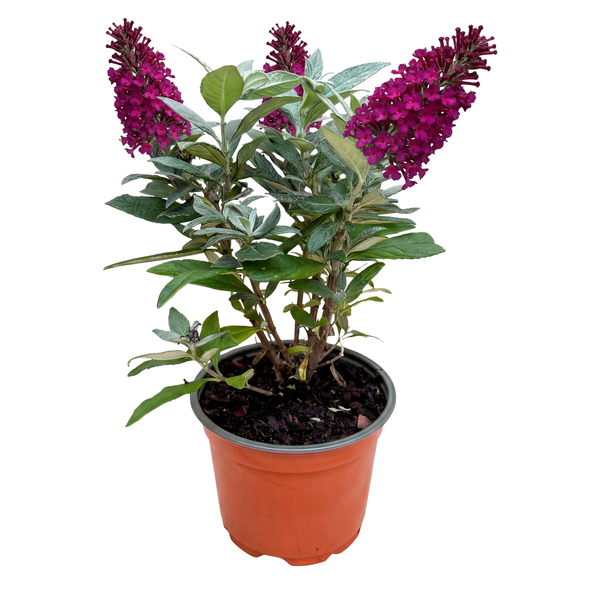 Vlinderstruik Butterfly Candy Little Ruby, gezonde plant voor binnen of in de tuin