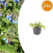 Symphytum grand. &
