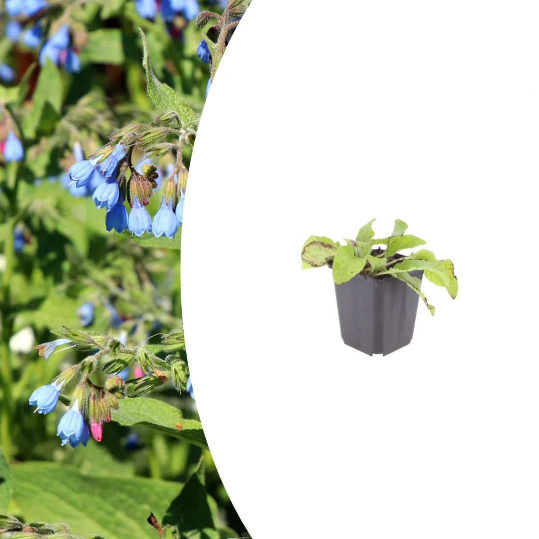 Symphytum grand. 'Wisley Blue', gezonde plant
