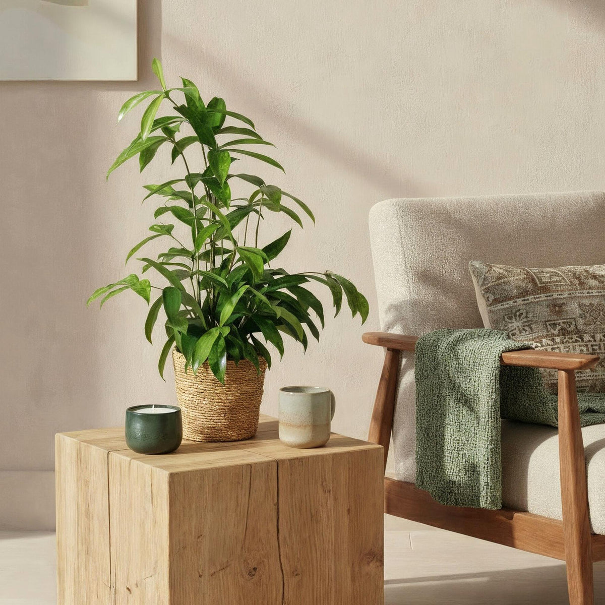 Dracaena surculosa met mand, groene bladeren