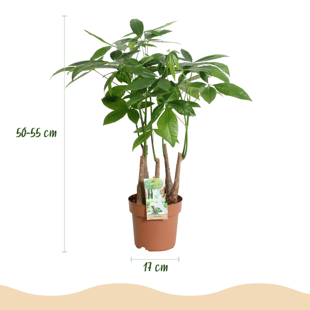 Pachira Aquatica multi stam, groene plant met kenmerkend blad