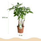Pachira Aquatica multi stam, groene plant met kenmerkend blad