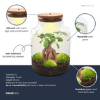 DIY terrarium Milky Bonsai