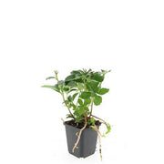 48x Pachysandra terminalis