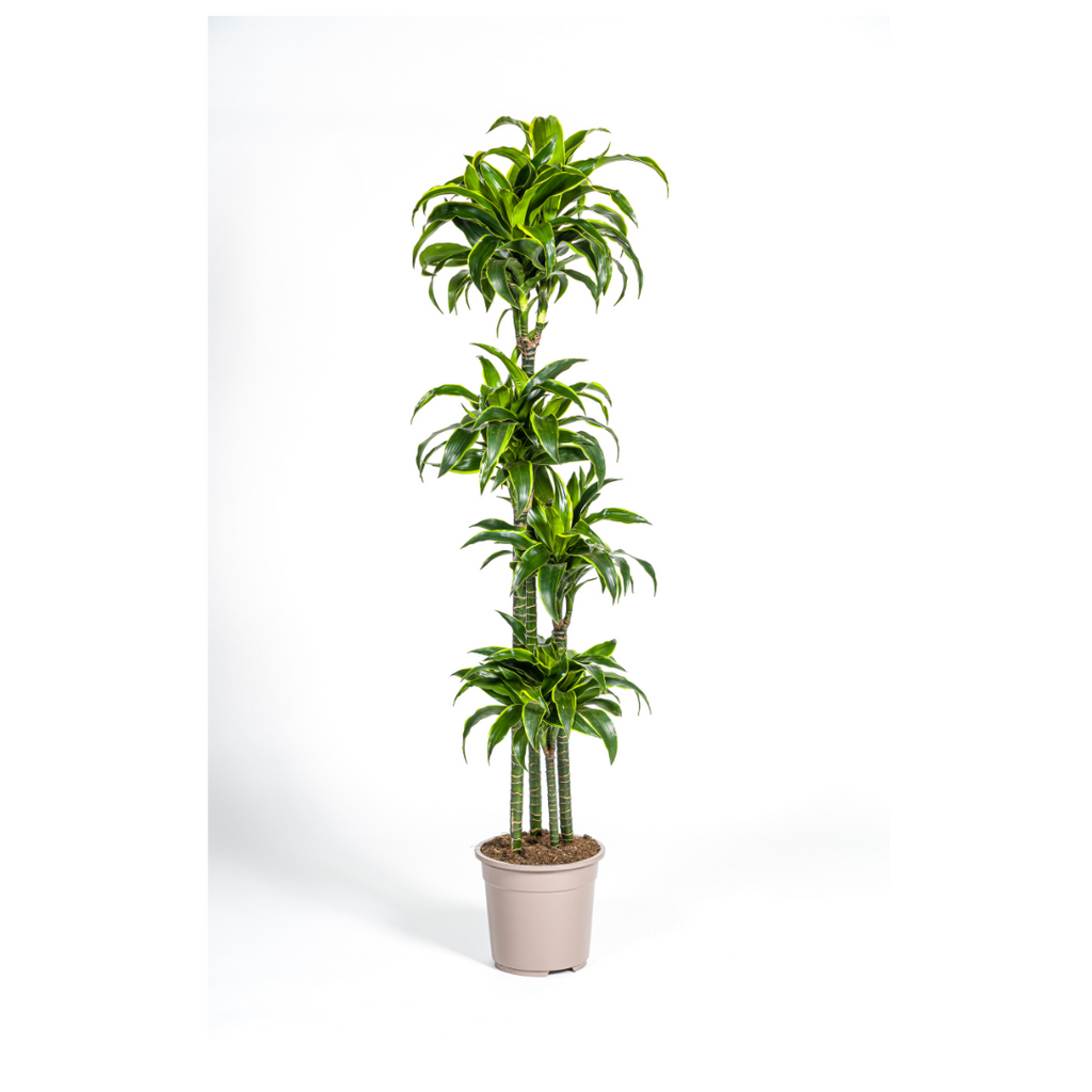 Dracaena Deremensis Dorado, plant in pot