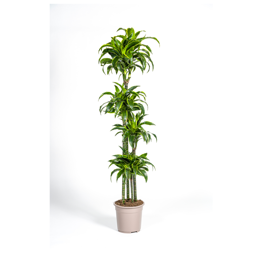 Dracaena Deremensis Dorado, plant in pot