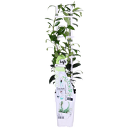Trachelospermum &