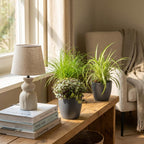 Cyperus, plant in pot