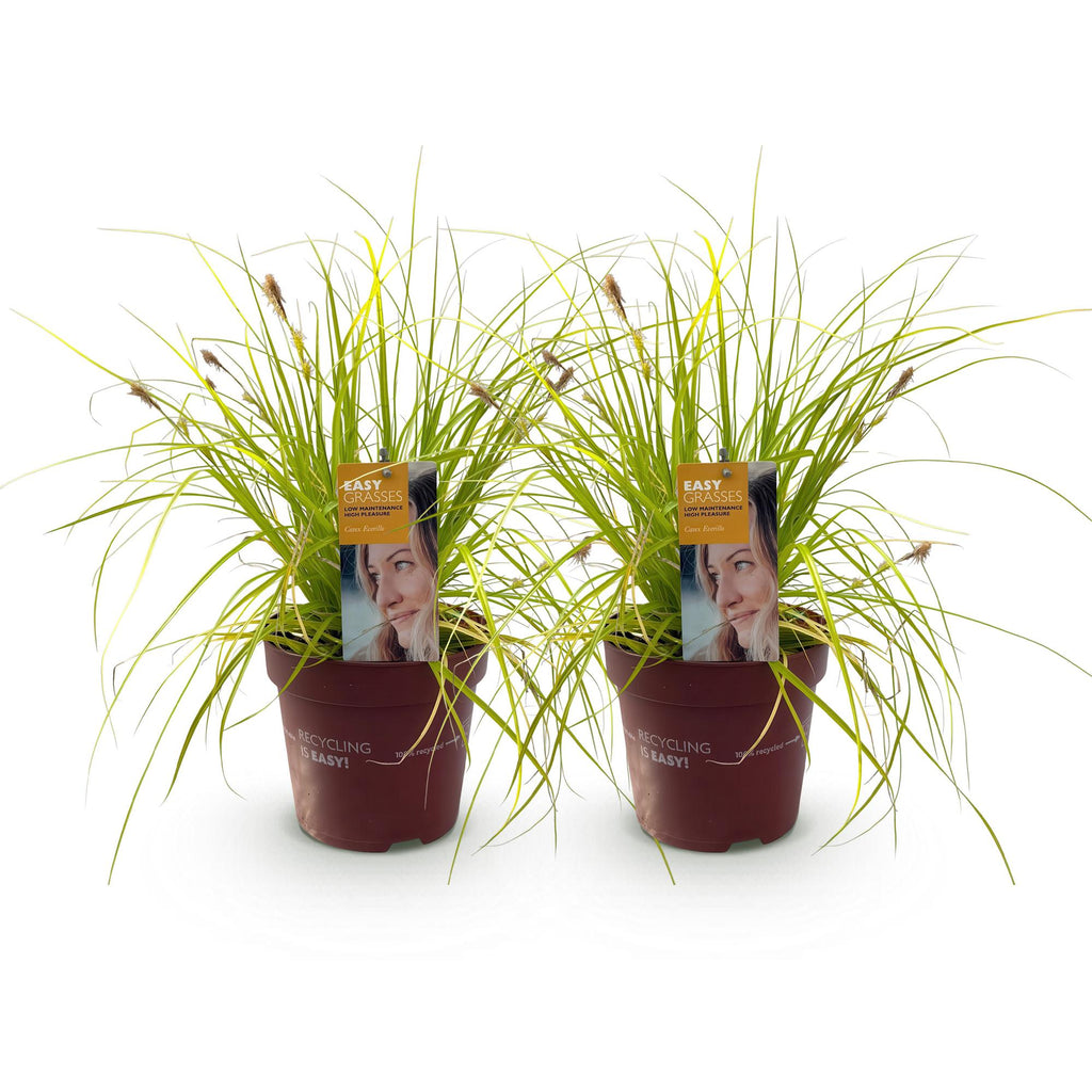 Carex oshimensis Everillo, kenmerkend blad