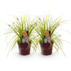 Carex oshimensis Everillo, kenmerkend blad