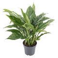 Productfoto van Diamond Variegata