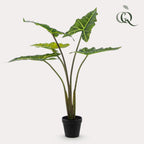 Kunstplant Alocasia 'Frydek', fluweelachtig blad, 80 cm, kenmerkend blad
