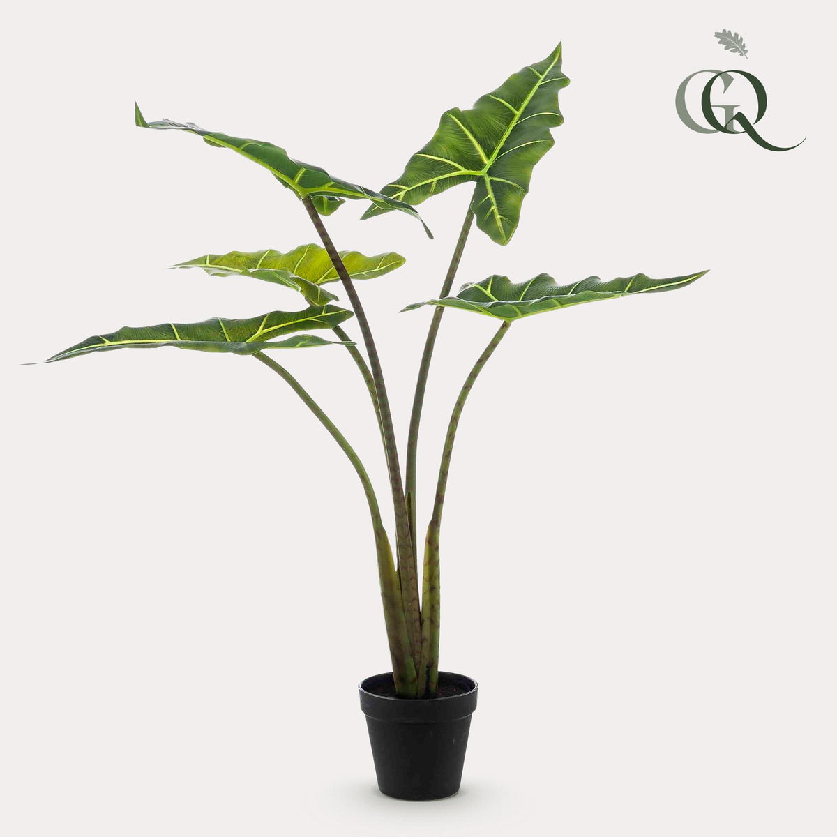Kunstplant Alocasia 'Frydek', fluweelachtig blad, 80 cm, kenmerkend blad