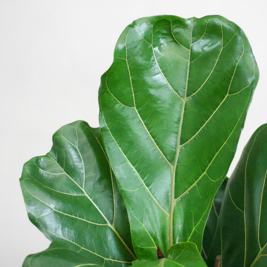 Ficus Lyrata met witte pot, groeiwijze van de plant