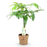 Pachira Aquatica gevlochten stam met mand, 60-70 cm hoog