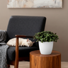 Calissia repens met witte pot