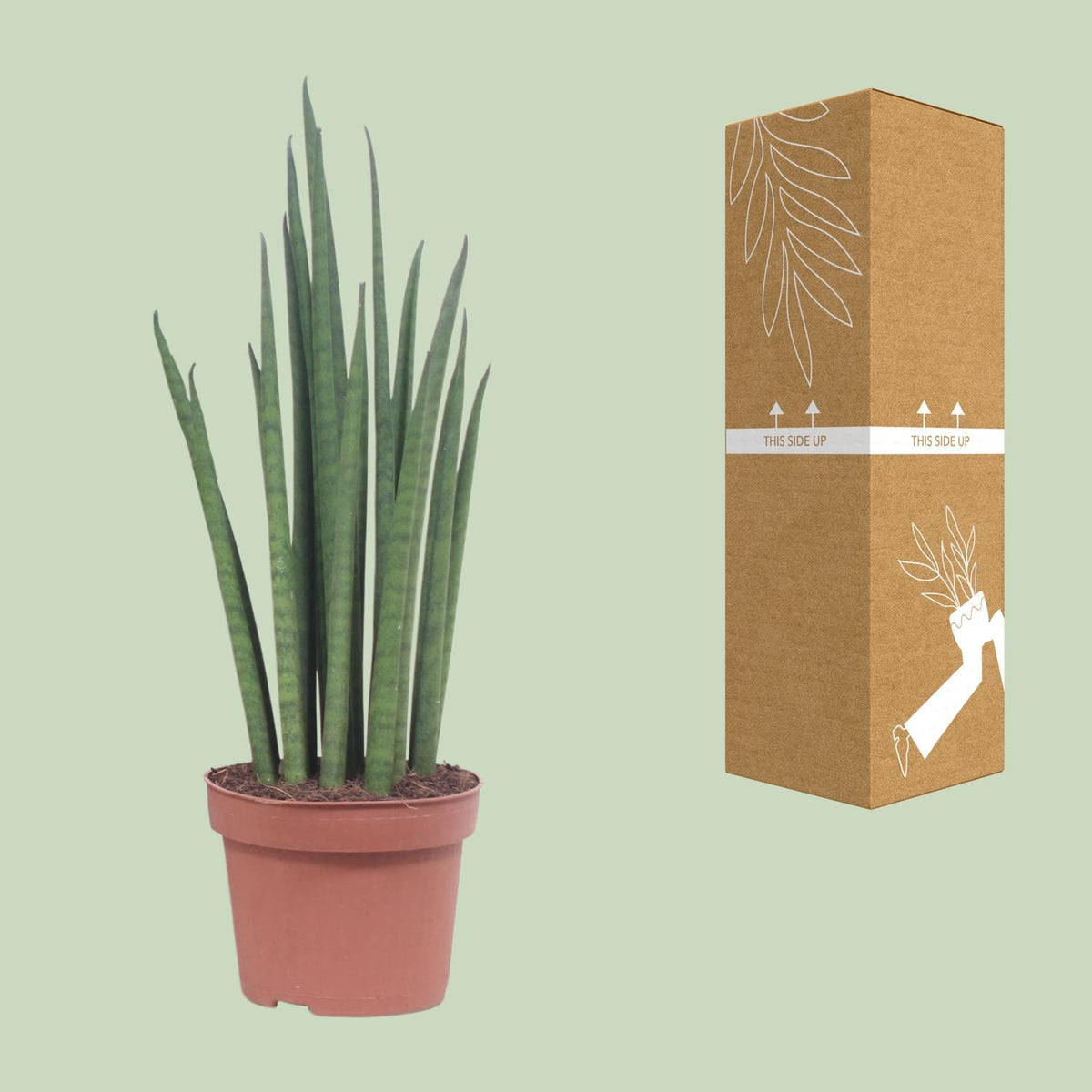 Detailfoto van Sansevieria Mikado
