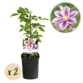 Productafbeelding van Pureplant